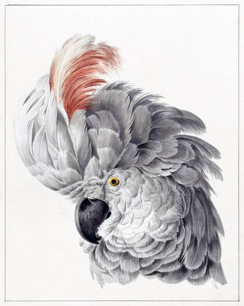 Cockatoo Head (1725–1792) painting by Aert Schouman