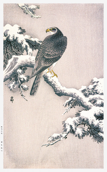 Goshawk on Snow-covered Pine Bough by Ohara Koson (1877–1945)