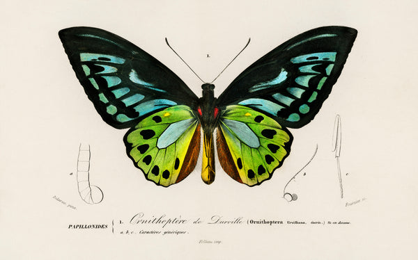 Green birdwing (Ornithoptera priamus) illustrated by Charles Dessalines D' Orbigny (1806-1876)