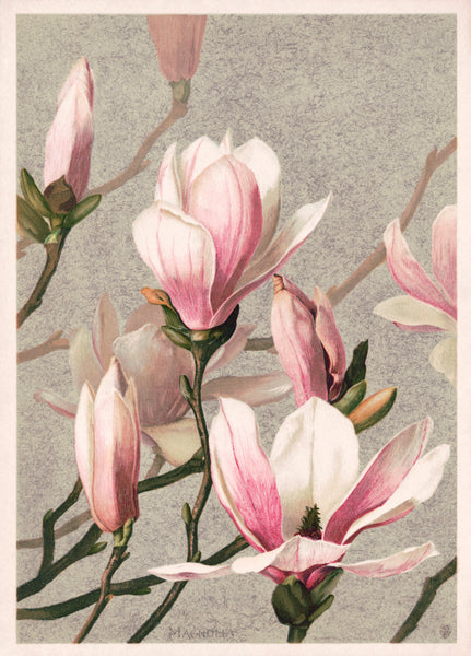 Magnolia (1886) by L. Prang & Co