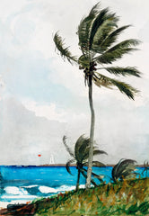 Palm Tree, Nassau (1898) by Winslow Homer