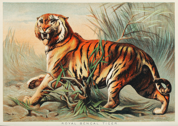 Royal bengal tiger from Johnson's household book of nature (1880) by John Karst (1836-1922)