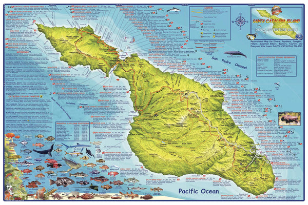 Santa Catalina Island Wall Map by Franko