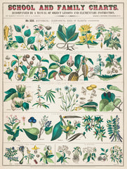 School and family charts, No. XXII. Botanical-economical uses of plants (1890) print by Marcius Willson and Norman A. Calkins